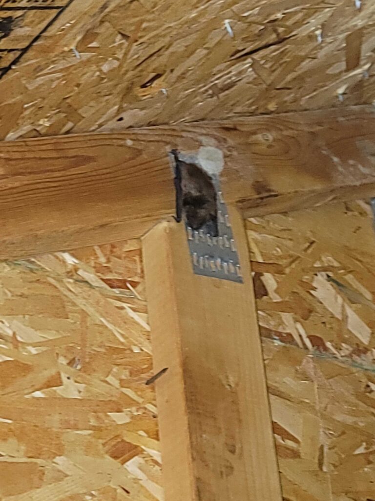 Superior Bat Removal and Animal Trapping LLC