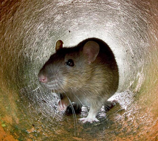 Superior Bat Removal and Animal Trapping LLC